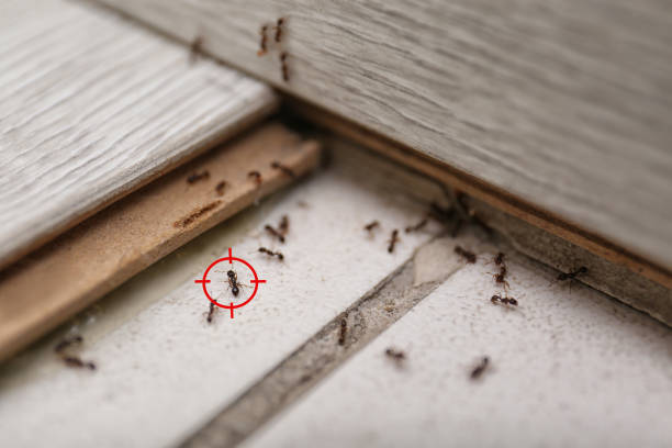 Best Termite Inspection and Treatment  in Madison, NE